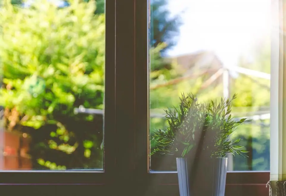 A plant on a sunny windowsill